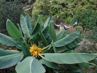 Пальма в Ботаническом парке Крита