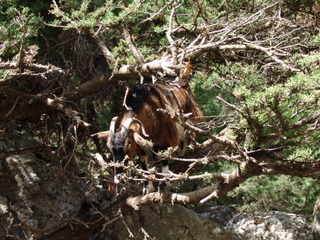 Коза на дереве