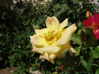 У жёлтой розы – запах кофейного коктейля