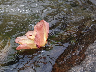 Цветок в реке