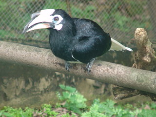 Oriental Pied Hornbill в парке птиц KL