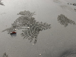 Крабы рисуют на песке...