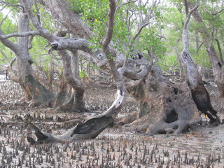 В мангровых зарослях