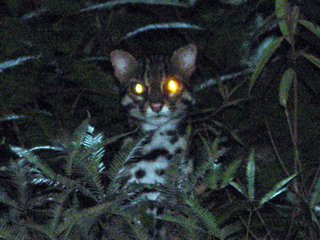 Горящие глаза бенгальской кошки